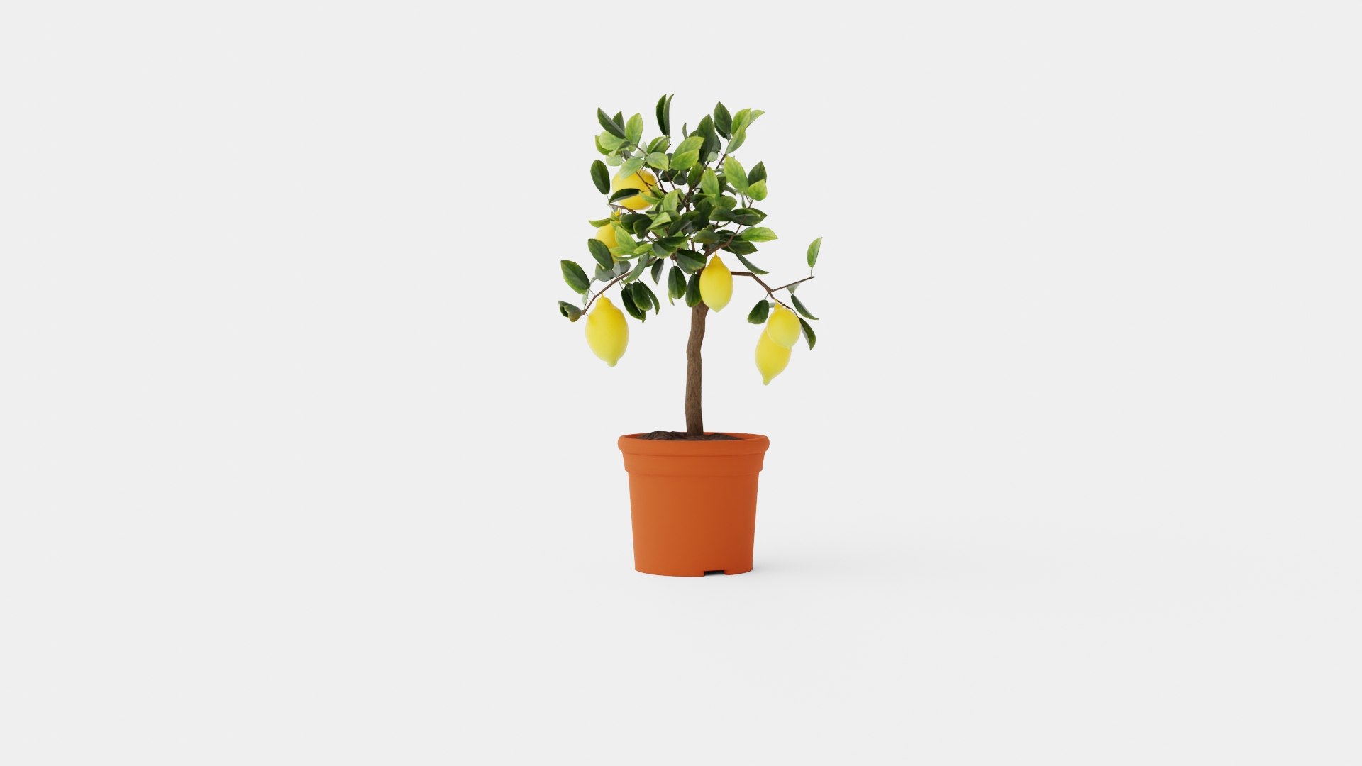 Citrus Lemon Stem Model - TurboSquid 2256295