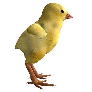 3D chicken chick