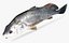 Freshwater Drum