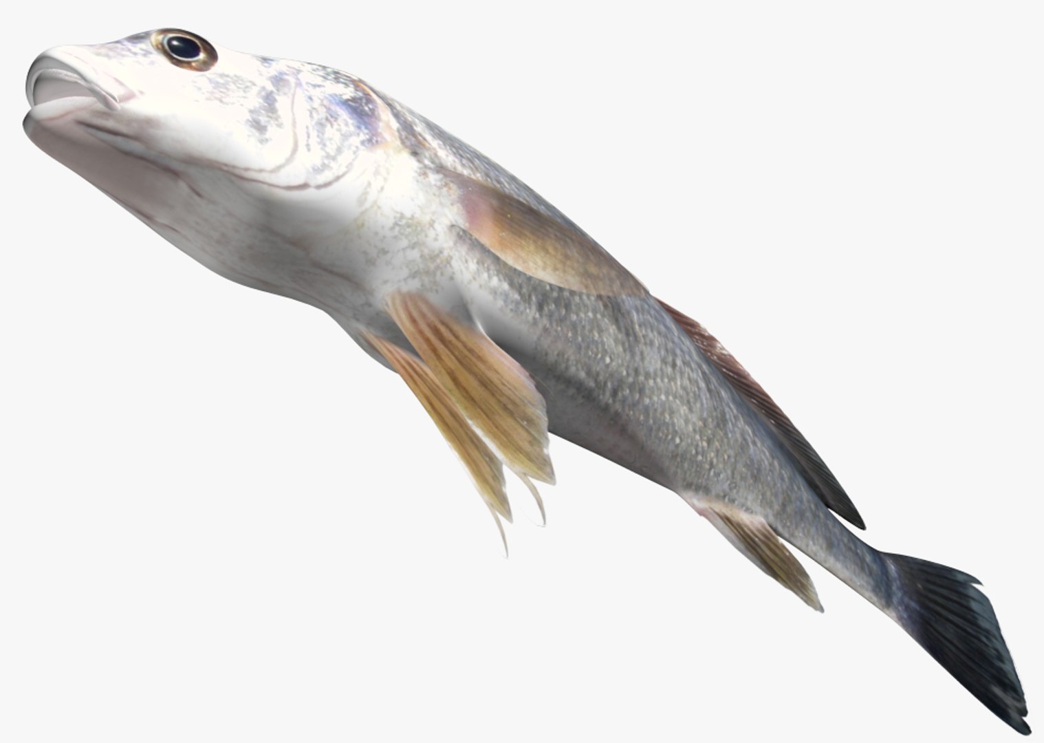 freshwater drum 3D model https://p.turbosquid.com/ts-thumb/kK/fwCVu6/aqDtT3AS/2/jpg/1503994675/1920x1080/fit_q87/903cbd6e47b544a74002afa7e78430631f8dc5e9/2.jpg