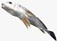 Freshwater Drum
