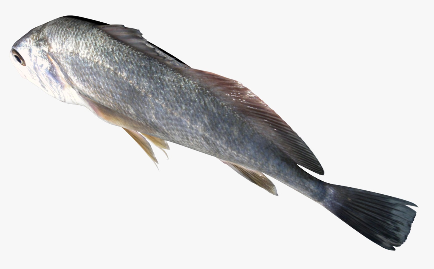 freshwater drum 3D model https://p.turbosquid.com/ts-thumb/kK/fwCVu6/eqhsMdFj/4/jpg/1503994675/1920x1080/fit_q87/bcfaa85fa9470d55beb0960c5d09b8d0fca0be76/4.jpg