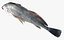 Freshwater Drum