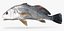 Freshwater Drum