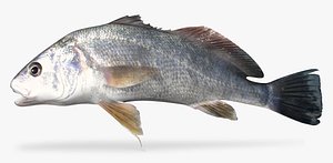 Freshwater Drum