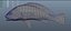 Freshwater Drum