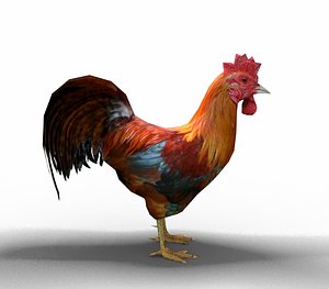 chicken