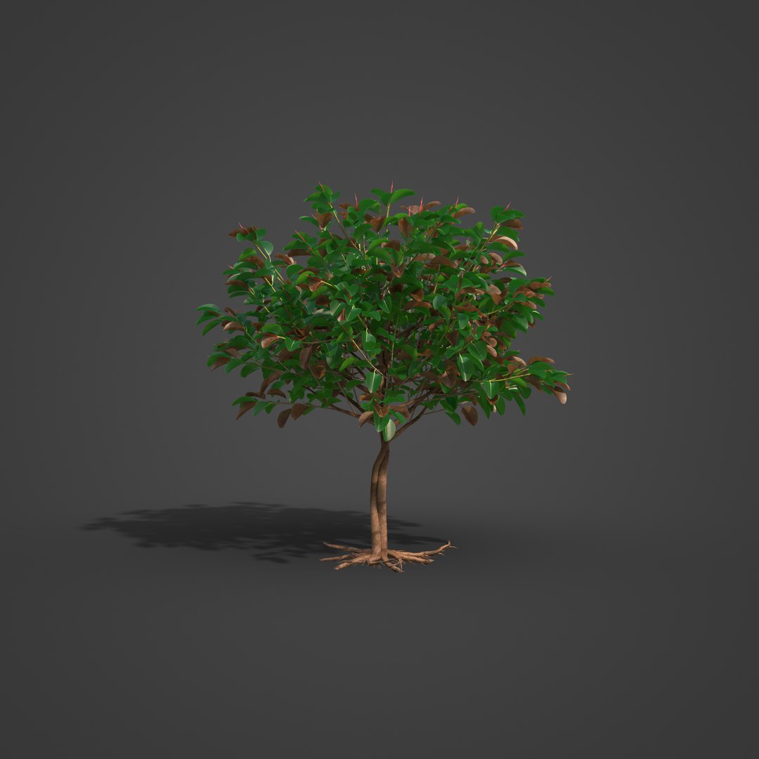 2021 PBR Rubber Tree Collection - Ficus Elastica 3D Model - TurboSquid ...