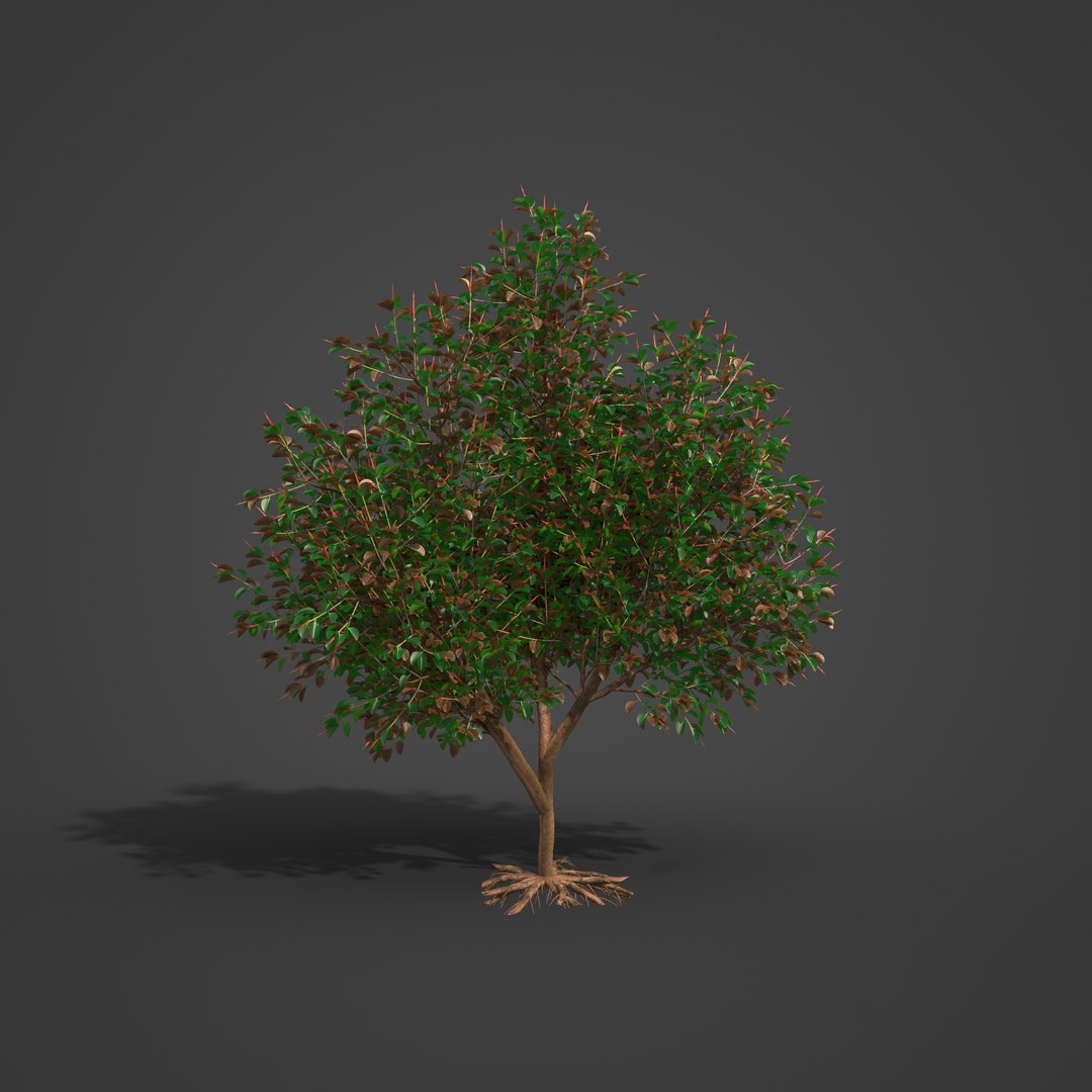 2021 PBR Rubber Tree Collection - Ficus Elastica 3D Model - TurboSquid ...