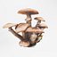 Armillaria o fungo del miele