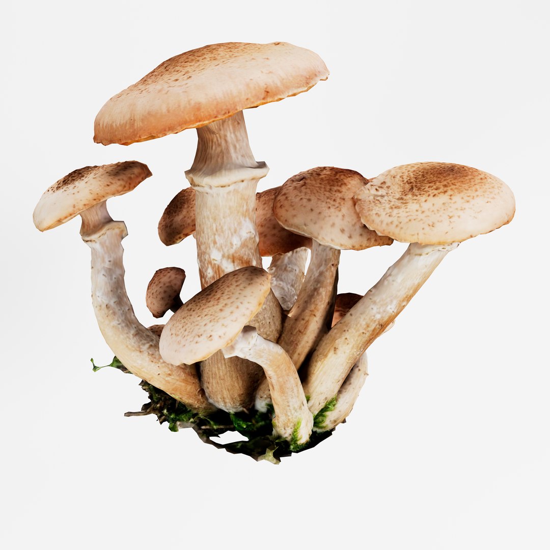 3D Armillaria or Honey fungus https://p.turbosquid.com/ts-thumb/kL/0OCbNi/Cm/2/png/1777471437/1920x1080/fit_q87/242a6a6fc1cd1fc670ee90131882cdb10d8dbc19/2.jpg