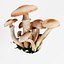 Armillaria o fungo del miele