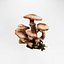 Armillaria o fungo del miele