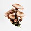 Armillaria o fungo del miele