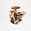 Armillaria o fungo del miele