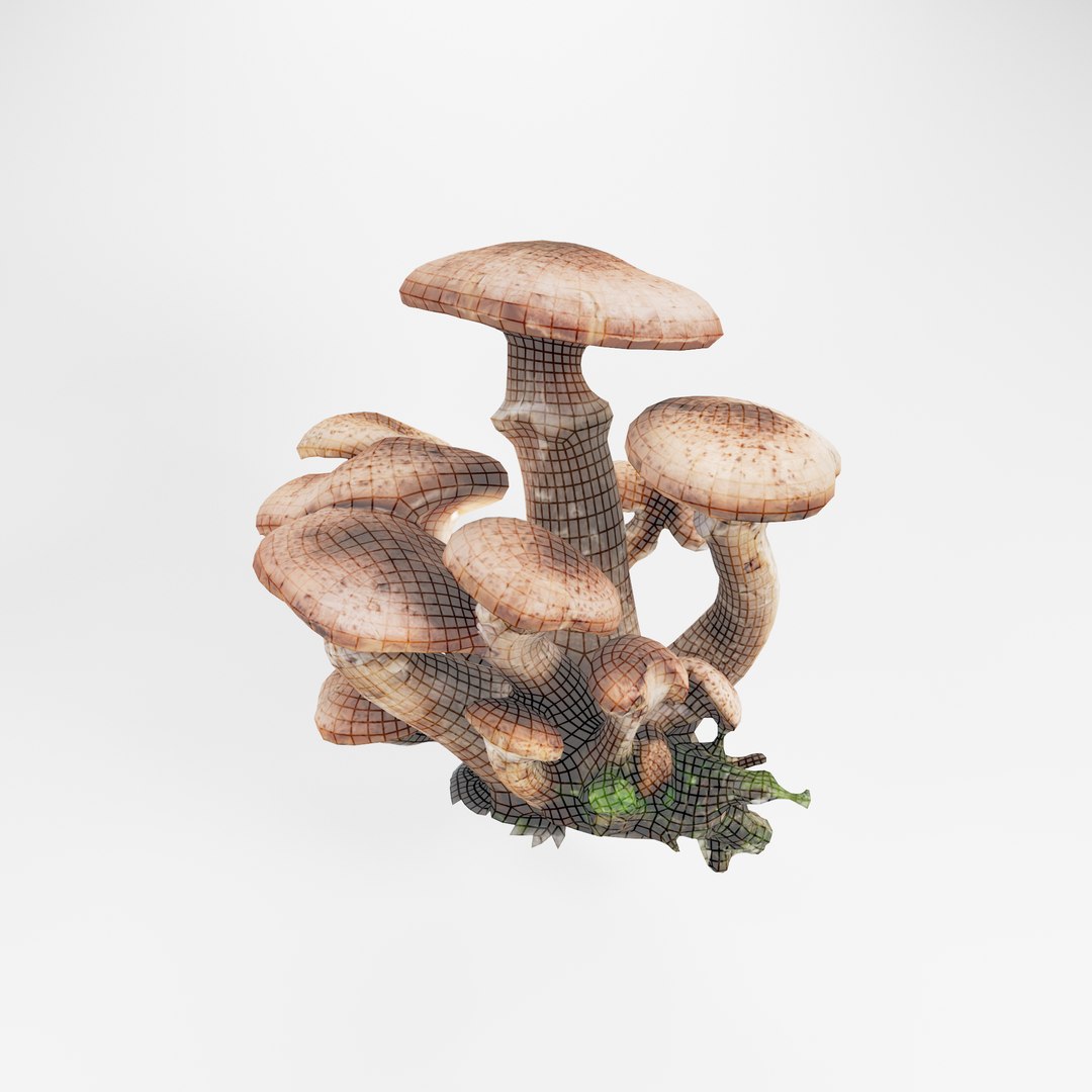 3D Armillaria or Honey fungus https://p.turbosquid.com/ts-thumb/kL/0OCbNi/hu/6/png/1777471436/1920x1080/fit_q87/e6981549c7d2ab49280aab3fa709cde1ff9cf01f/6.jpg