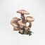 Armillaria o fungo del miele