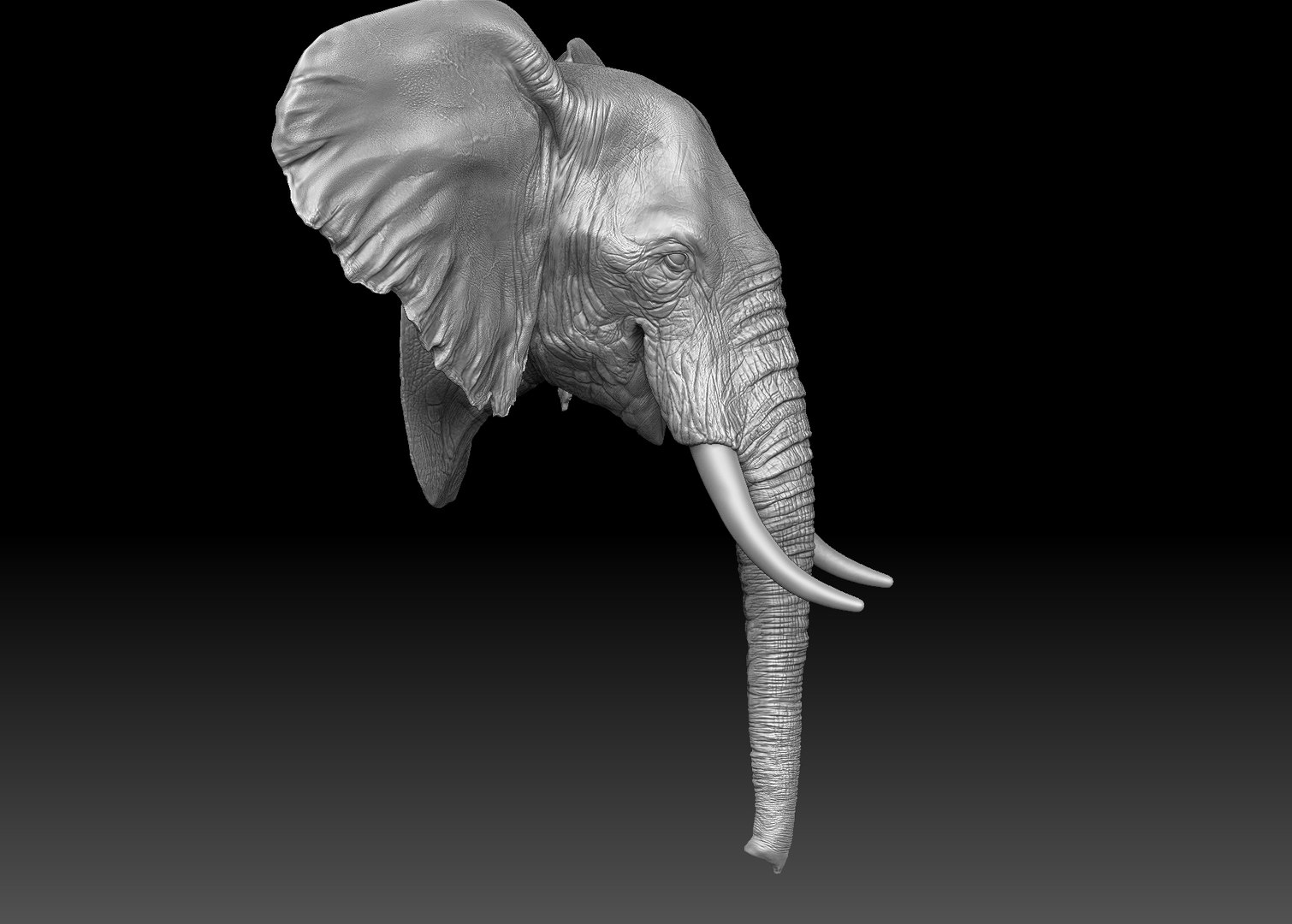 3D Model Elephant Head - TurboSquid 1285471