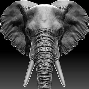 3D model elephant head
