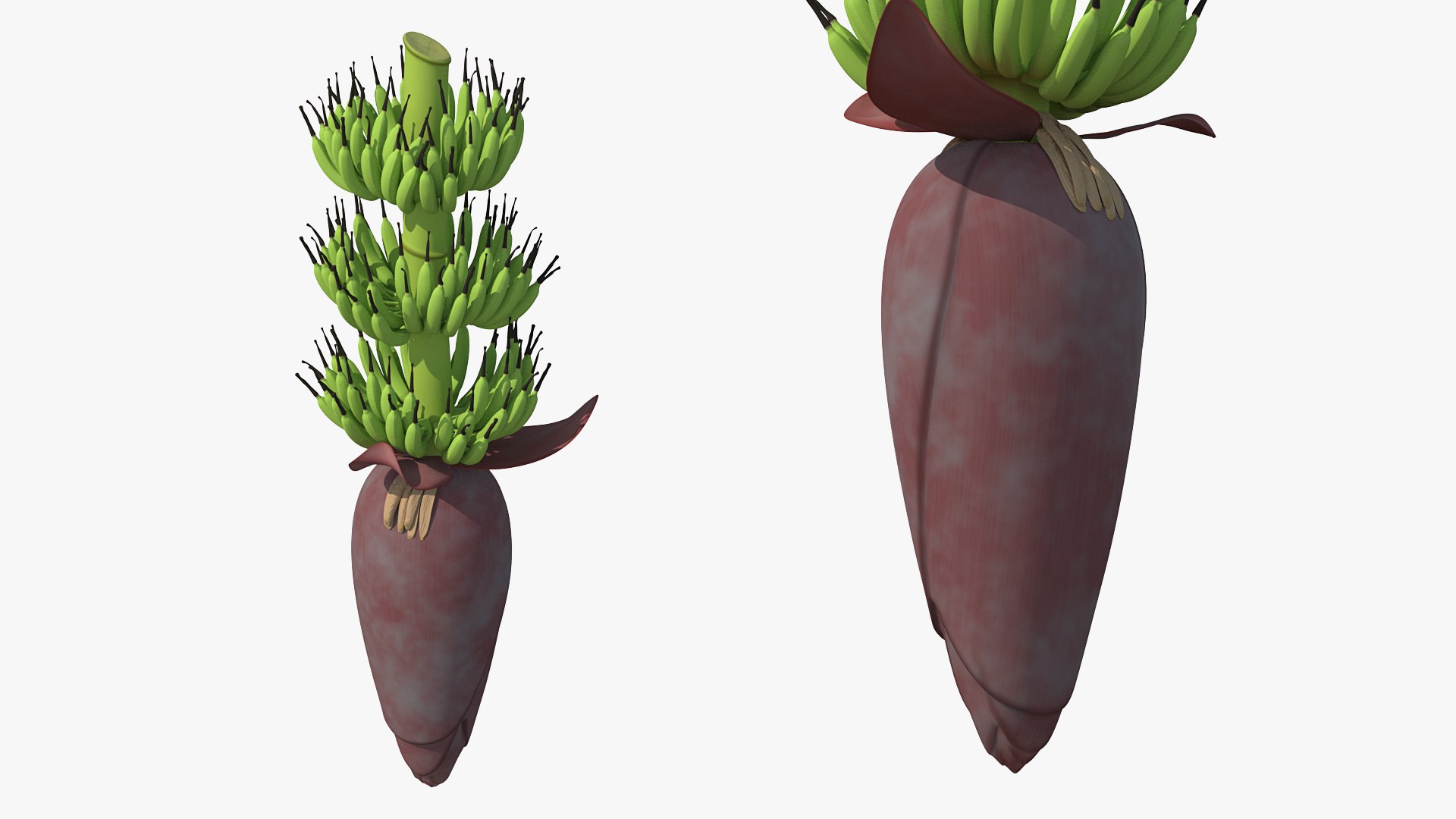Blooming Banana Cluster 3D model preview