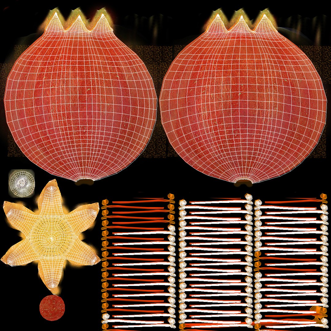 pomegranate 2 modeled c4d https://p.turbosquid.com/ts-thumb/kL/VsGlGM/DrUNc1WR/pomegranate3dmodel15/jpg/1427532064/1920x1080/fit_q87/84316bb8602ebdf96a1529c06084e55b65b8e113/pomegranate3dmodel15.jpg