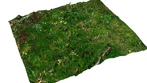 3d model moss litter ground
