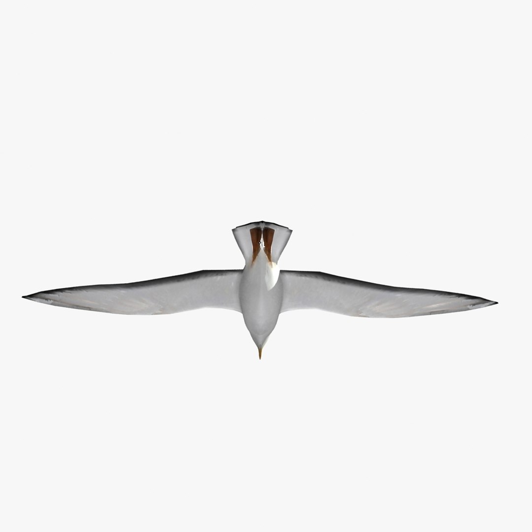 3dsmax Seagull Gull Sea