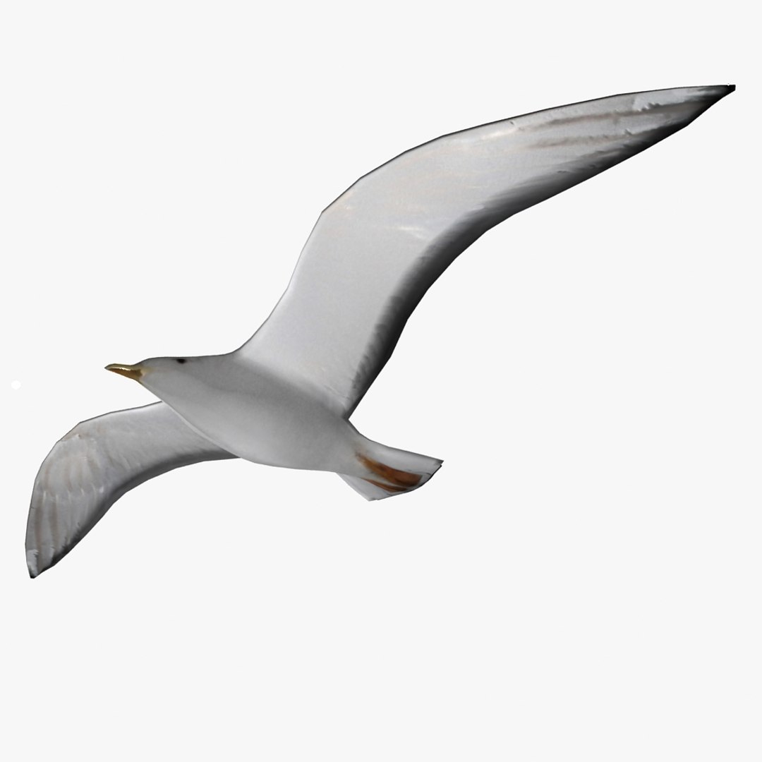 3dsmax Seagull Gull Sea