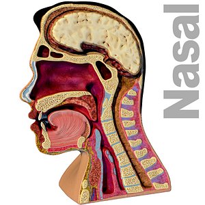 3D Nasal Pharynx Dissection head