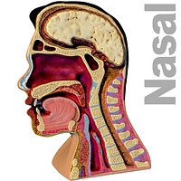 Nasal Pharynx Dissection head