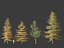 Larix kaempferi - larício japonês