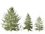 Larix kaempferi - larício japonês