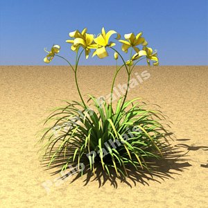 max hemerocallis x hybrida daylily