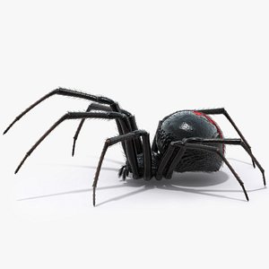 black widow spider 3d model