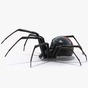 Black Widow Spider