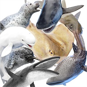 3D Marine Collection Animated