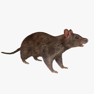 3D real rat rigged realistic