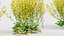 Brassica napus Oilseed rape 02 3D model