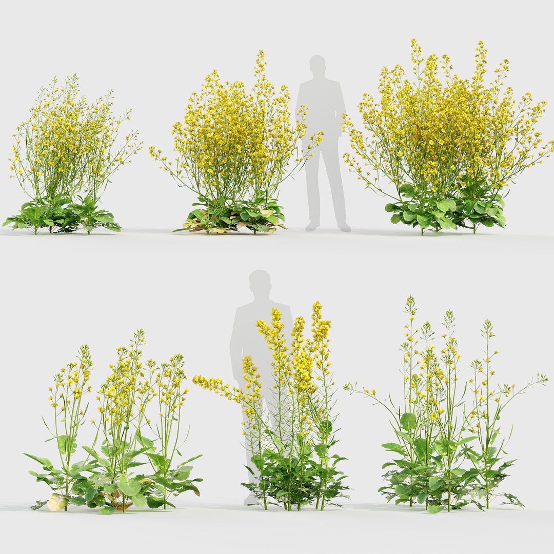 Brassica napus Oilseed rape 02 3D model model https://p.turbosquid.com/ts-thumb/kM/LVQmZB/9i/bc_pm_p020_brassica_napus_02_prv/jpg/1704705368/1920x1080/fit_q87/653b2482b2612a4deefbf1832862b6d740e5c959/bc_pm_p020_brassica_napus_02_prv.jpg