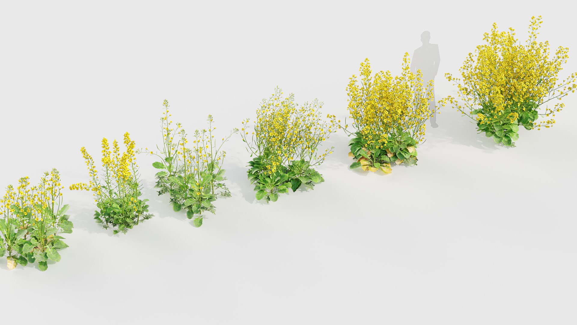 Brassica napus Oilseed rape 02 3D model model https://p.turbosquid.com/ts-thumb/kM/LVQmZB/EC/bc_pm_p020_brassica_napus_02_04/jpg/1704705374/1920x1080/fit_q87/c3660fc653c3c4a0234a875e10b4b38d6f450ccb/bc_pm_p020_brassica_napus_02_04.jpg