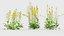 Brassica napus Oilseed rape 02 3D model