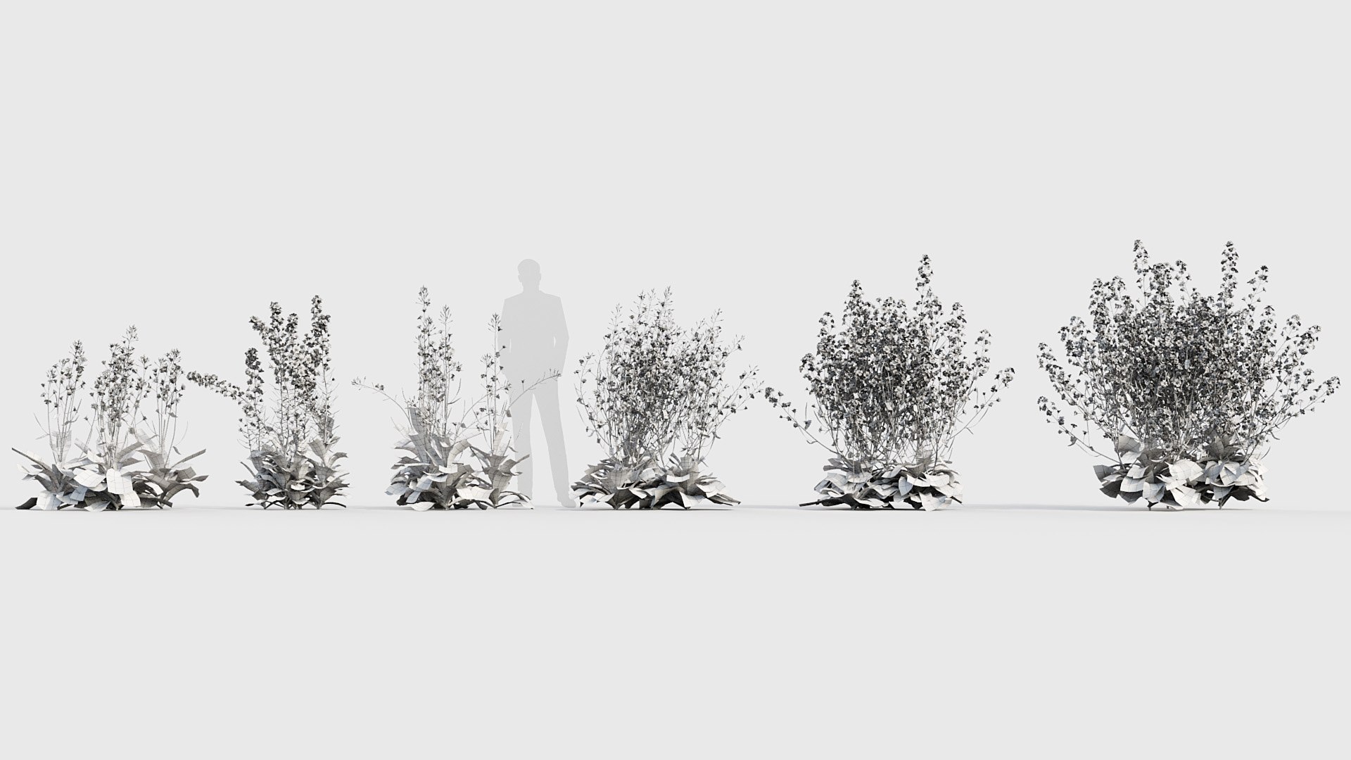 Brassica napus Oilseed rape 02 3D model model https://p.turbosquid.com/ts-thumb/kM/LVQmZB/oc/bc_pm_p020_brassica_napus_02_wire/jpg/1704705368/1920x1080/fit_q87/e47af4e63055766986c78704d5c388b1a72ae27d/bc_pm_p020_brassica_napus_02_wire.jpg