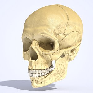 3d model skull