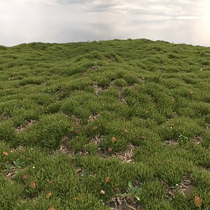 Grass Lawn