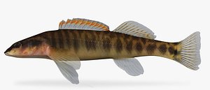 3d model percina nasuta longnose darter