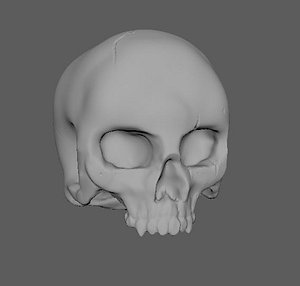 human skull 3D model