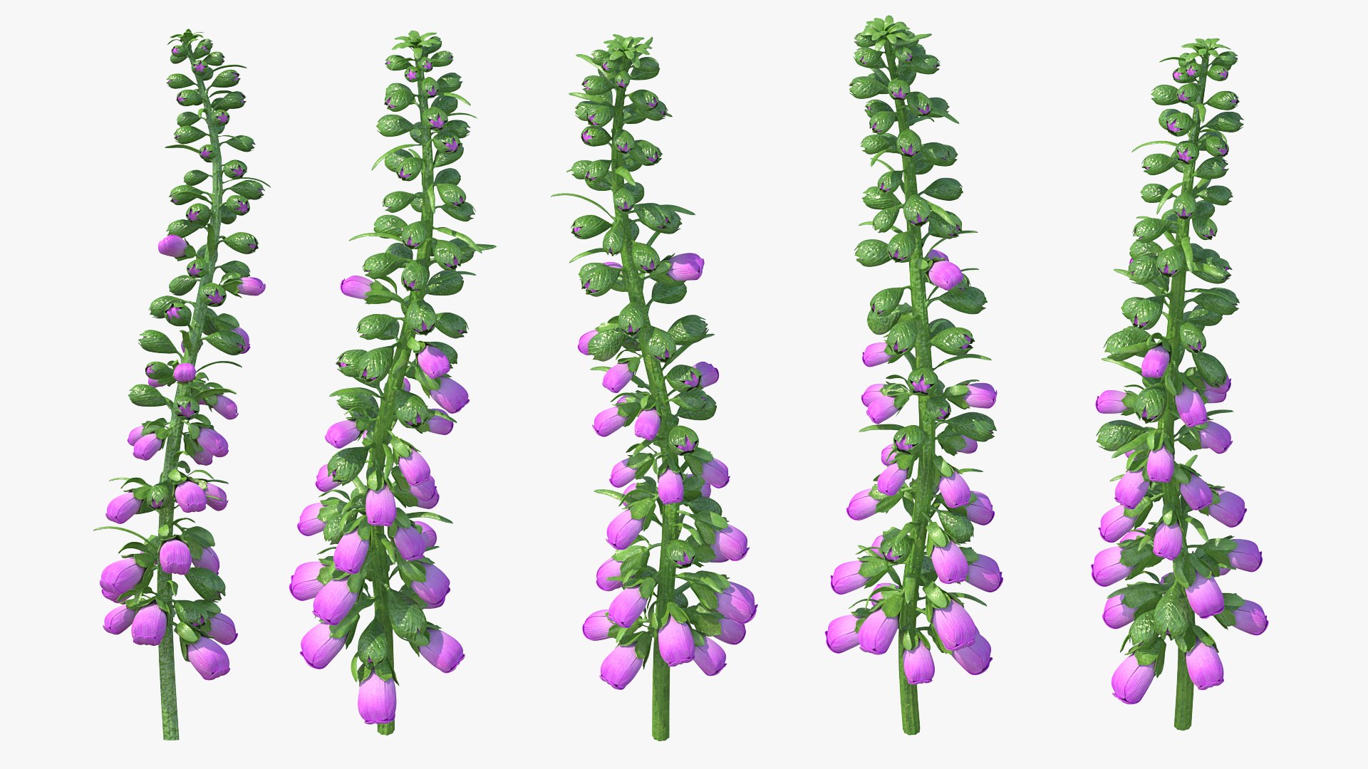 Purple Foxglove Stem 3D model preview
