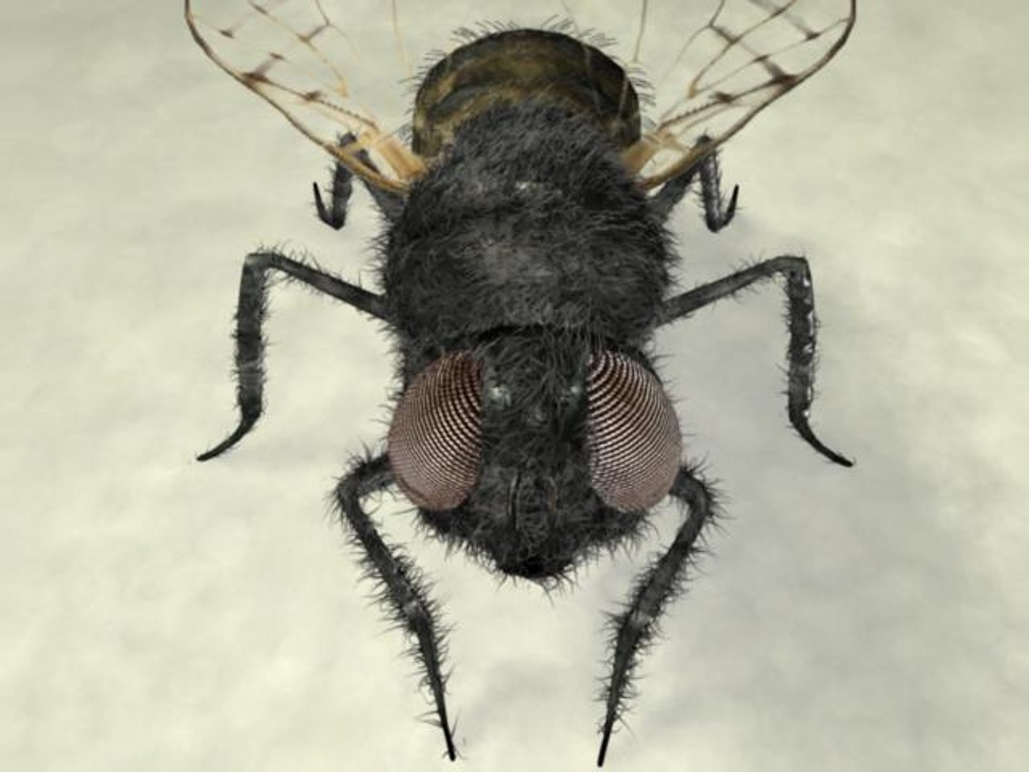 3ds max fly hair https://p.turbosquid.com/ts-thumb/kM/jjGHvu/Cxdtl1R4/fly1/jpg/1231809989/1920x1080/fit_q87/1df585ffc1ba03765d46b8370440f7535d3f86ac/fly1.jpg