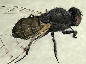 3ds max fly hair