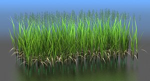 3d model zizania grass